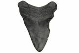 Fossil Megalodon Tooth - South Carolina #236363-1